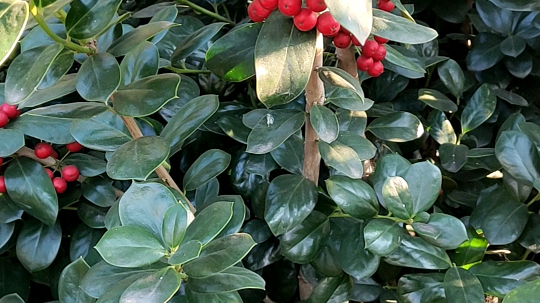 果子红得跟朱砂一样,不知道什么果子,也不知道什么树,有知道的吗?