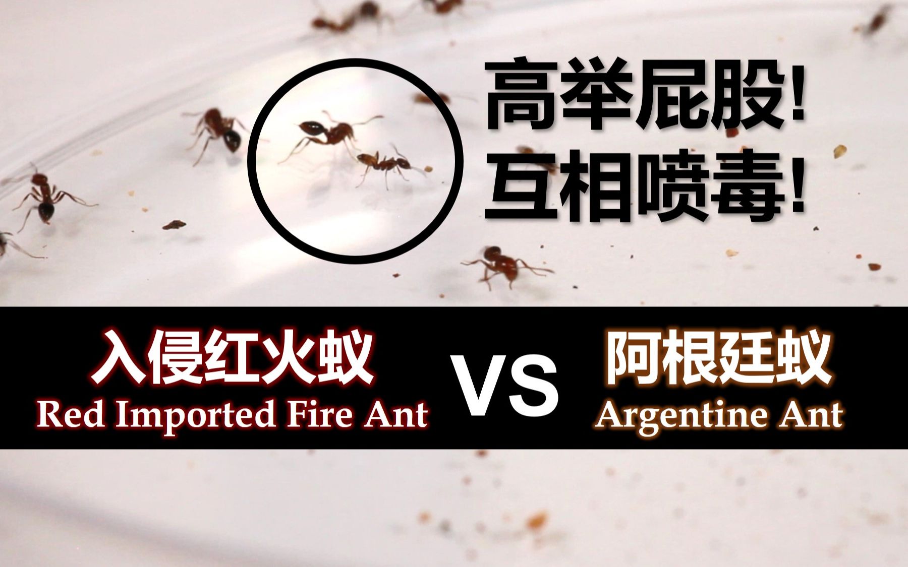红火蚁 vs"阿根廷蚁"(更正)_哔哩哔哩_bilibili