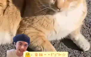 Download Video: 【黄铉辰】雪 貂 大 战 橘 猫