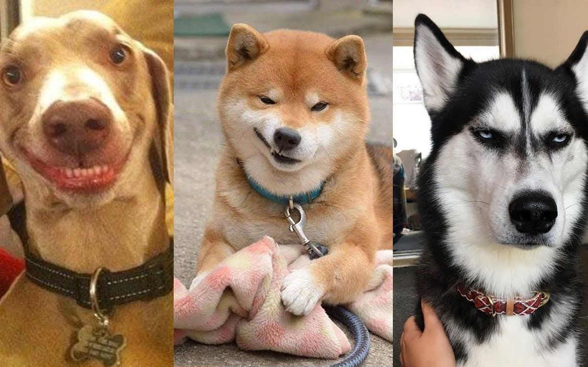 【沙雕】沙 雕 狗 子 行 为 大 赏