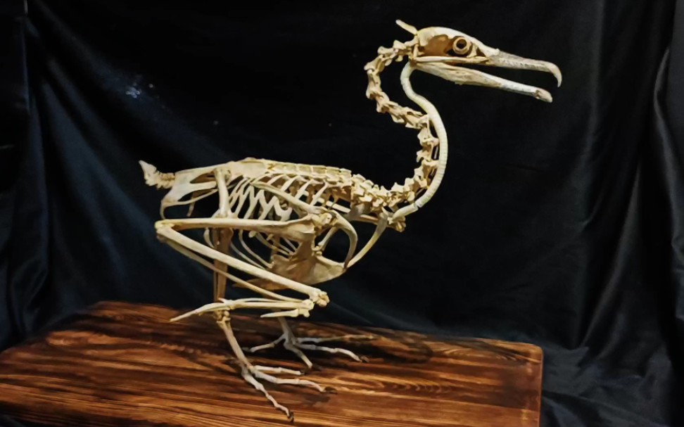 鹰骨骼标本图片