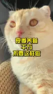 Download Video: 夏季养猫千万不要这样做！