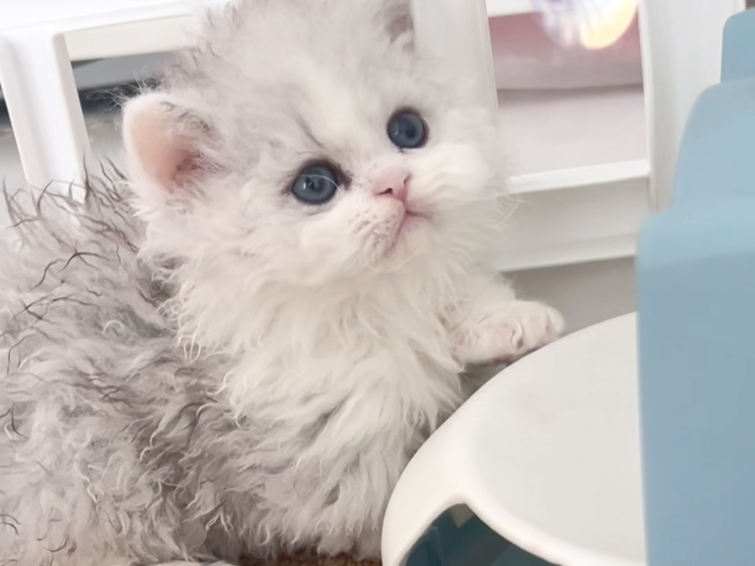 超可的银白塞尔凯克卷毛矮脚猫弟弟找新家