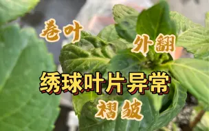 Download Video: 这季节 绣球叶片褶皱 卷曲 外翻 可能是这几点导致的！