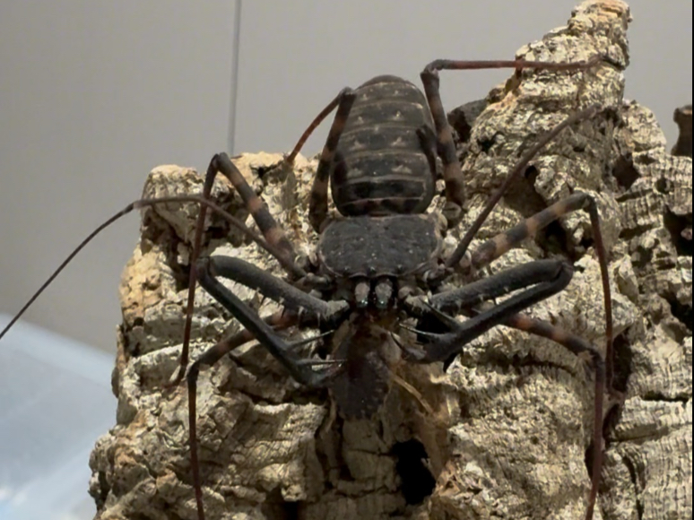 内格罗斯黄泉鞭蛛成母进食