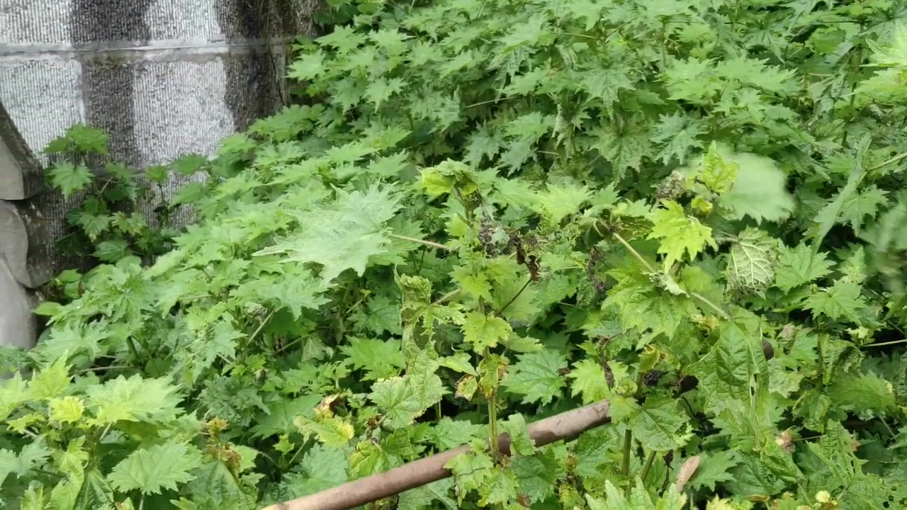 这种野草叫"活麻,没人敢去碰它,大家认识一下