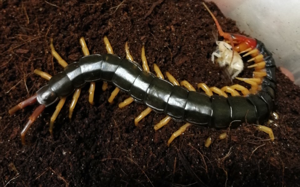 少棘蜈蚣——母少棘的喂食