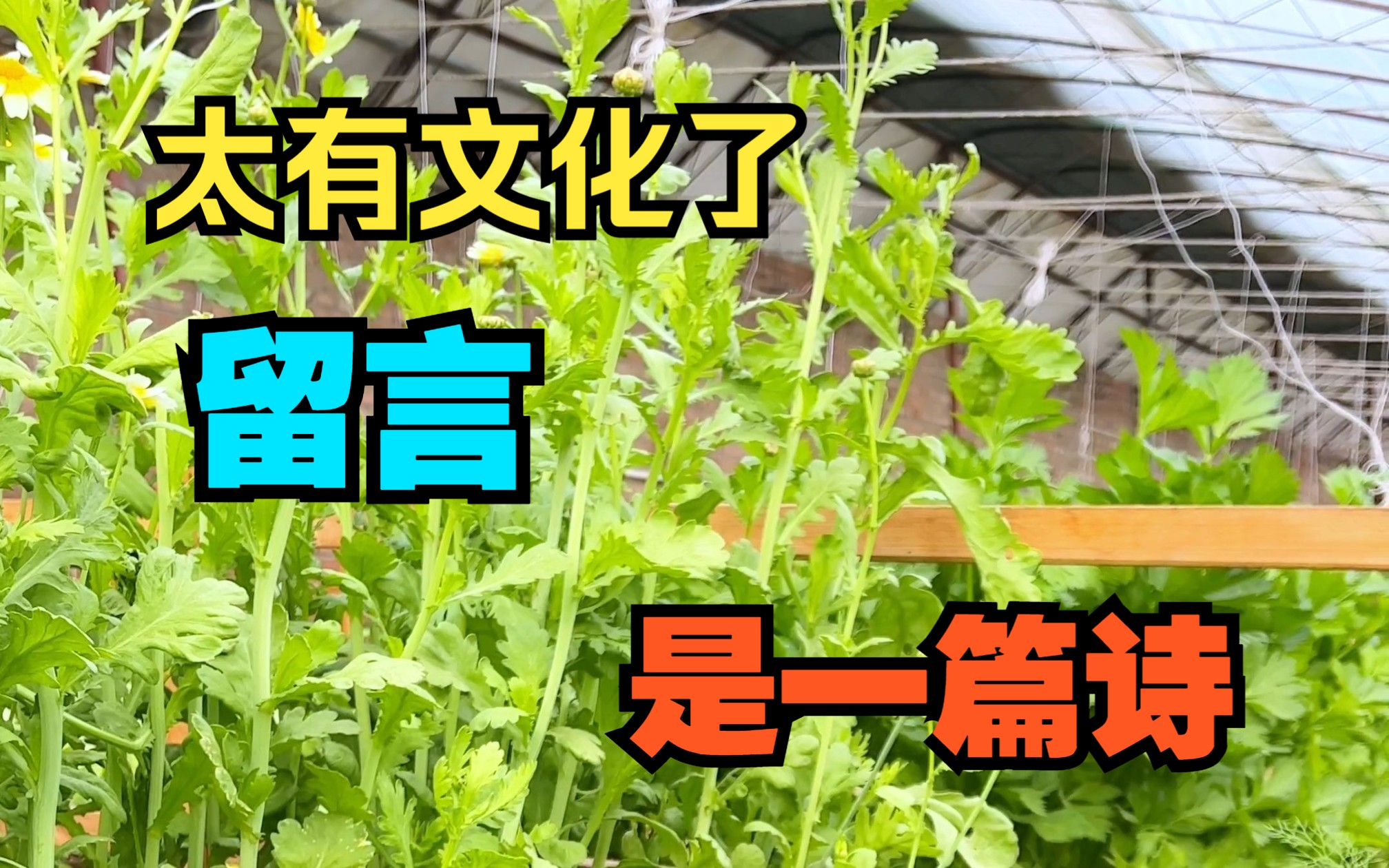 描写自家菜园的诗歌（菜园诗词 写我家菜园的诗） 形貌
自家菜园的诗歌（菜园诗词 写我家菜园的诗）《描述自家菜园的诗句》 诗歌赏析
