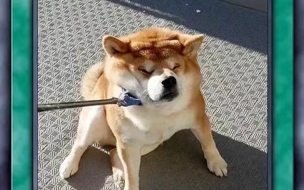 涩涩柴犬表情包2