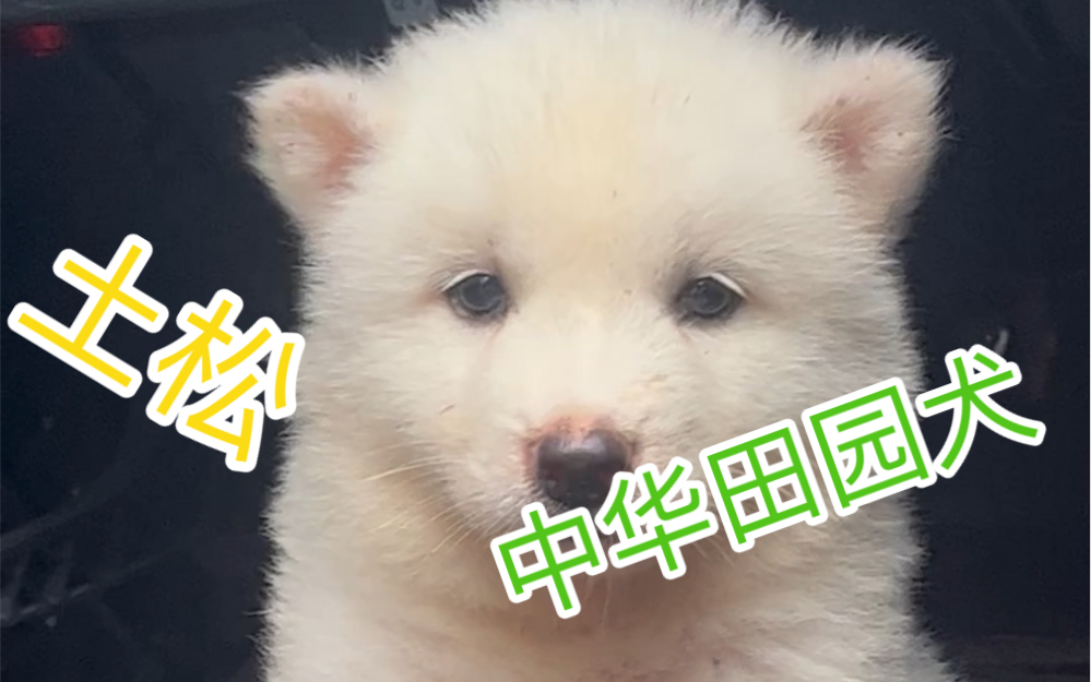 土松 土松犬中华田园犬哔哩哔哩bilibili