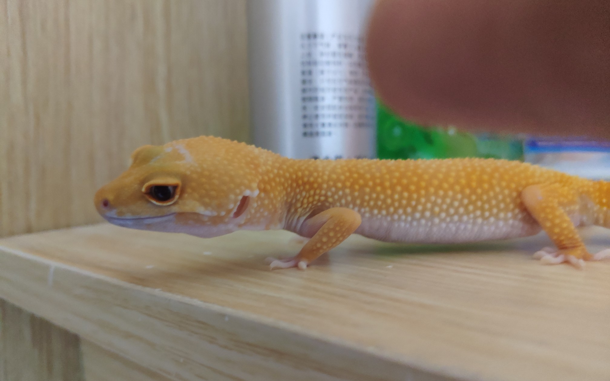 豹纹守宫～阳光～懒懒_哔哩哔哩 (゜-゜)つロ 干杯~-bilibili