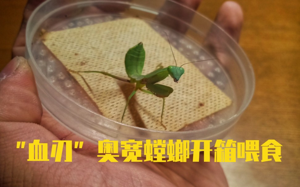 血刃澳洲斧螳开箱加喂食还有sv绿巨螳螂