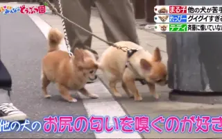 犬フェス 搜索结果 哔哩哔哩 Bilibili
