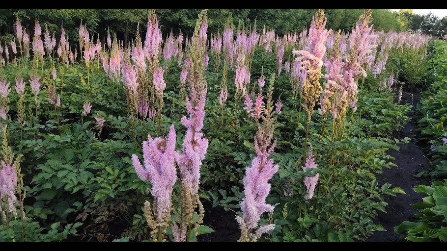 带你认识一种花名字叫落新妇