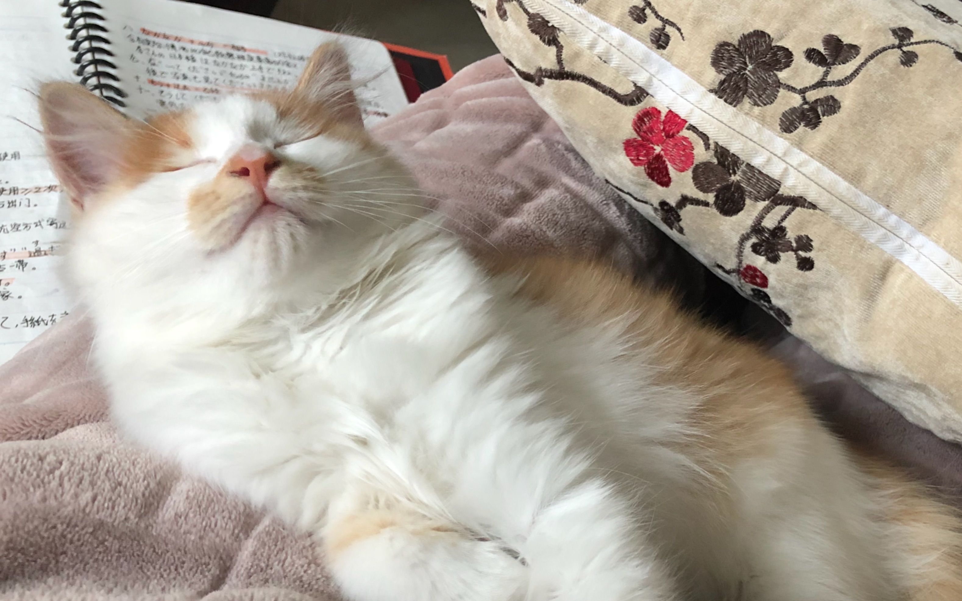 睡觉像拖拉机一样睡了一天的小猫咪