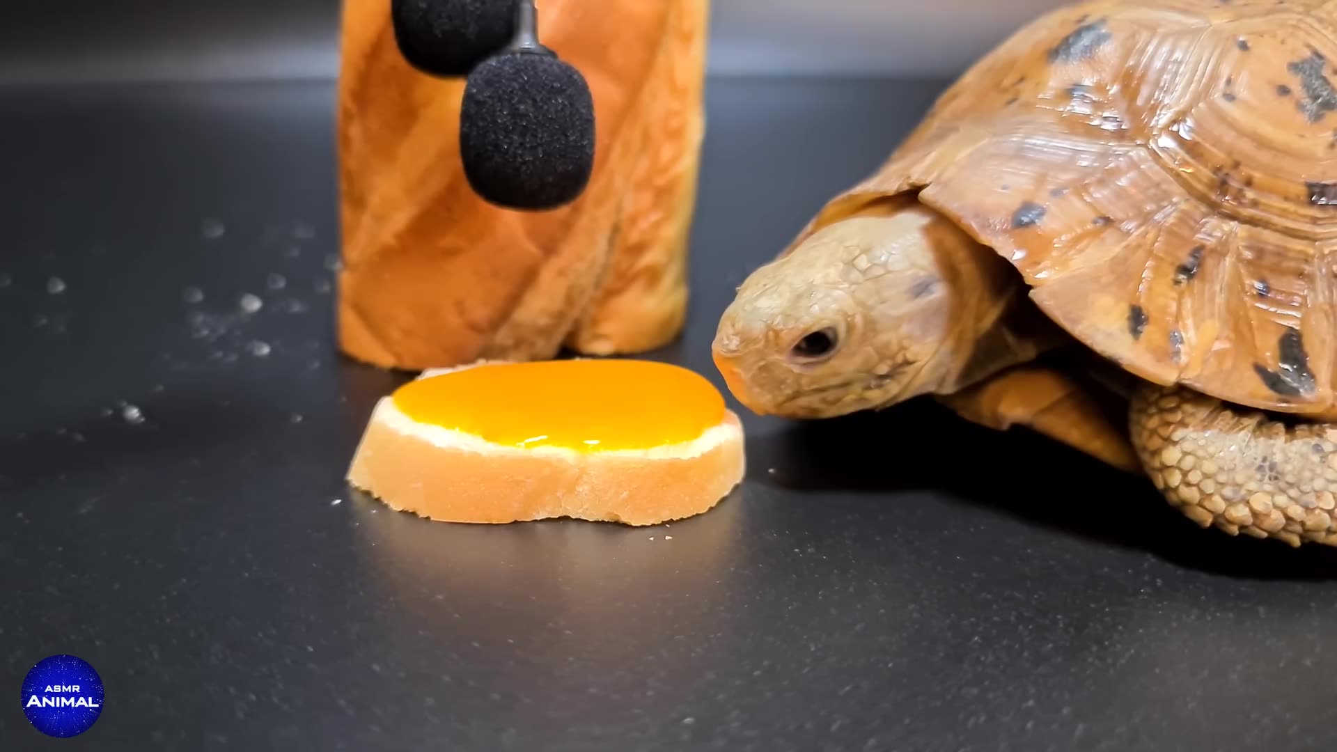 乌龟吃面包和蛋黄