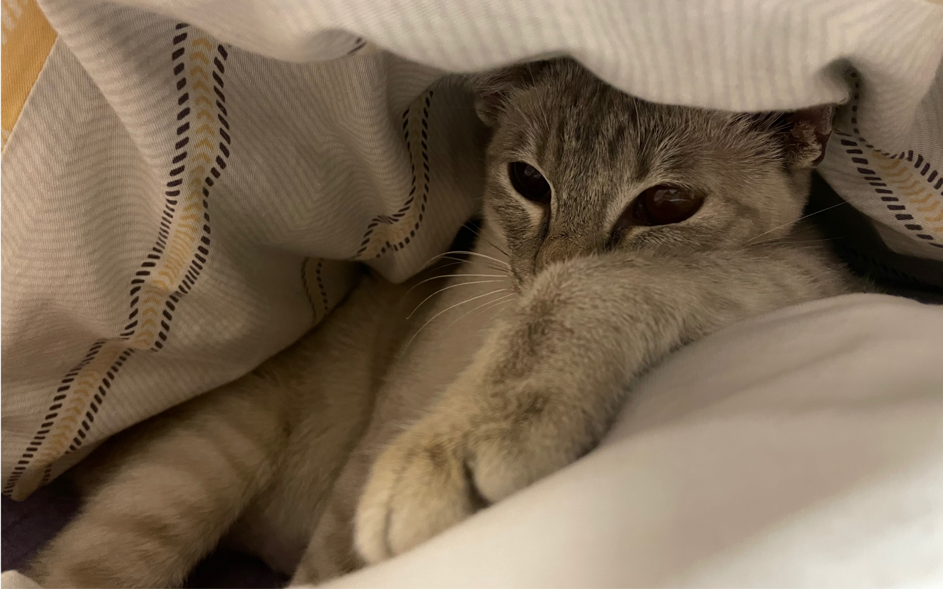 【暹罗猫】霸占男朋友的黏人小猫咪最后有彩蛋哦