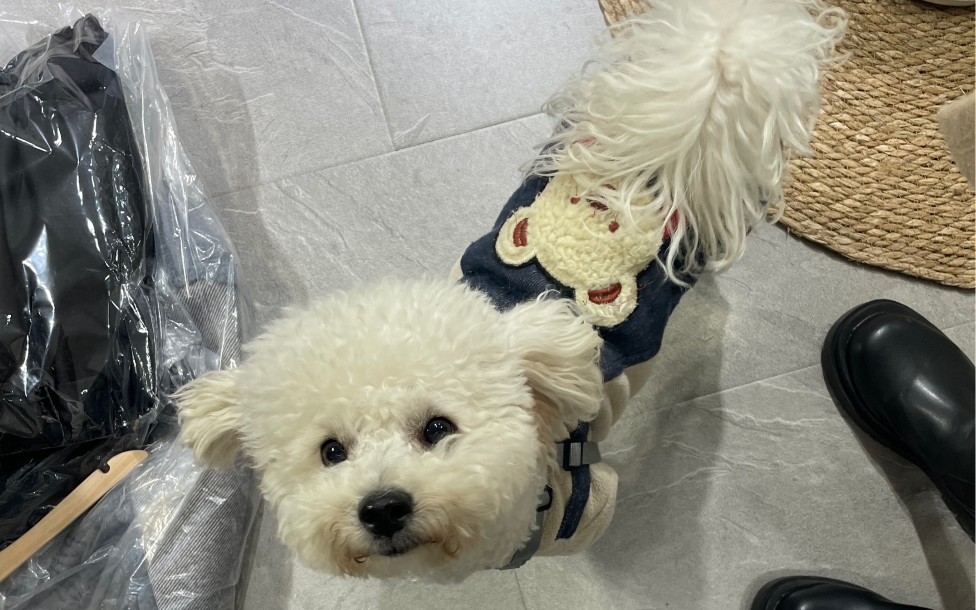 普通小狗的三个月大生活