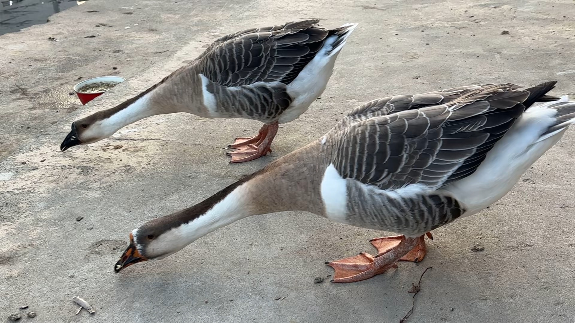带大家来看村里的大鹅!
