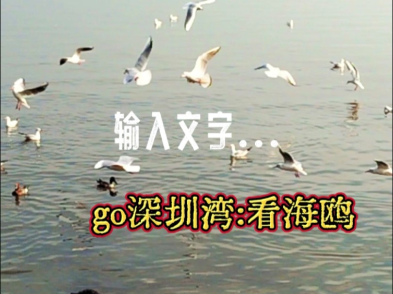 一起看看深圳湾海鸥大雁哔哩哔哩bilibili