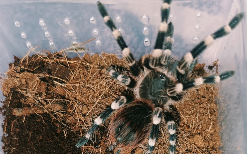 巴西白膝头捕鸟蛛蜕皮后