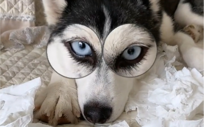 有事二哈被玩坏的一天,眼镜大瞪得像铜陵!