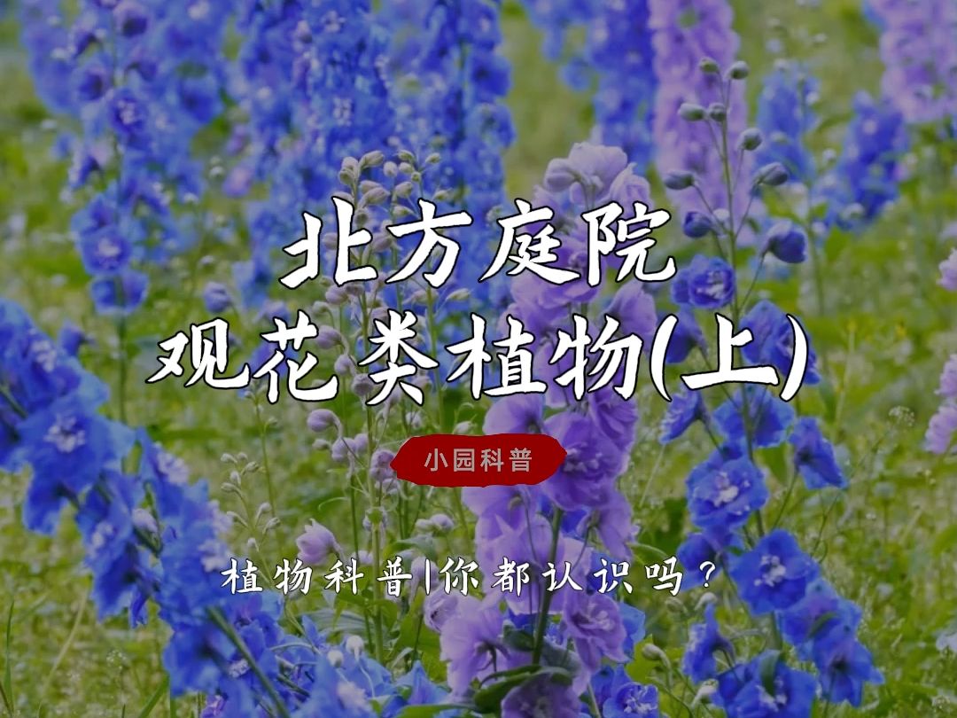 适合北方庭院观花类的宿根植物(上),你认识几种?哔哩哔哩bilibili