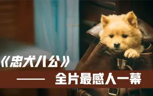 Download Video: 《忠犬八公》全片最感人一幕！八筒这段演技炸裂！导演一秒不忍心删