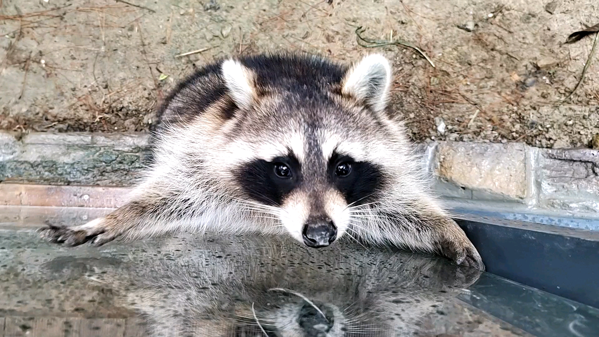 小浣熊 可爱图片