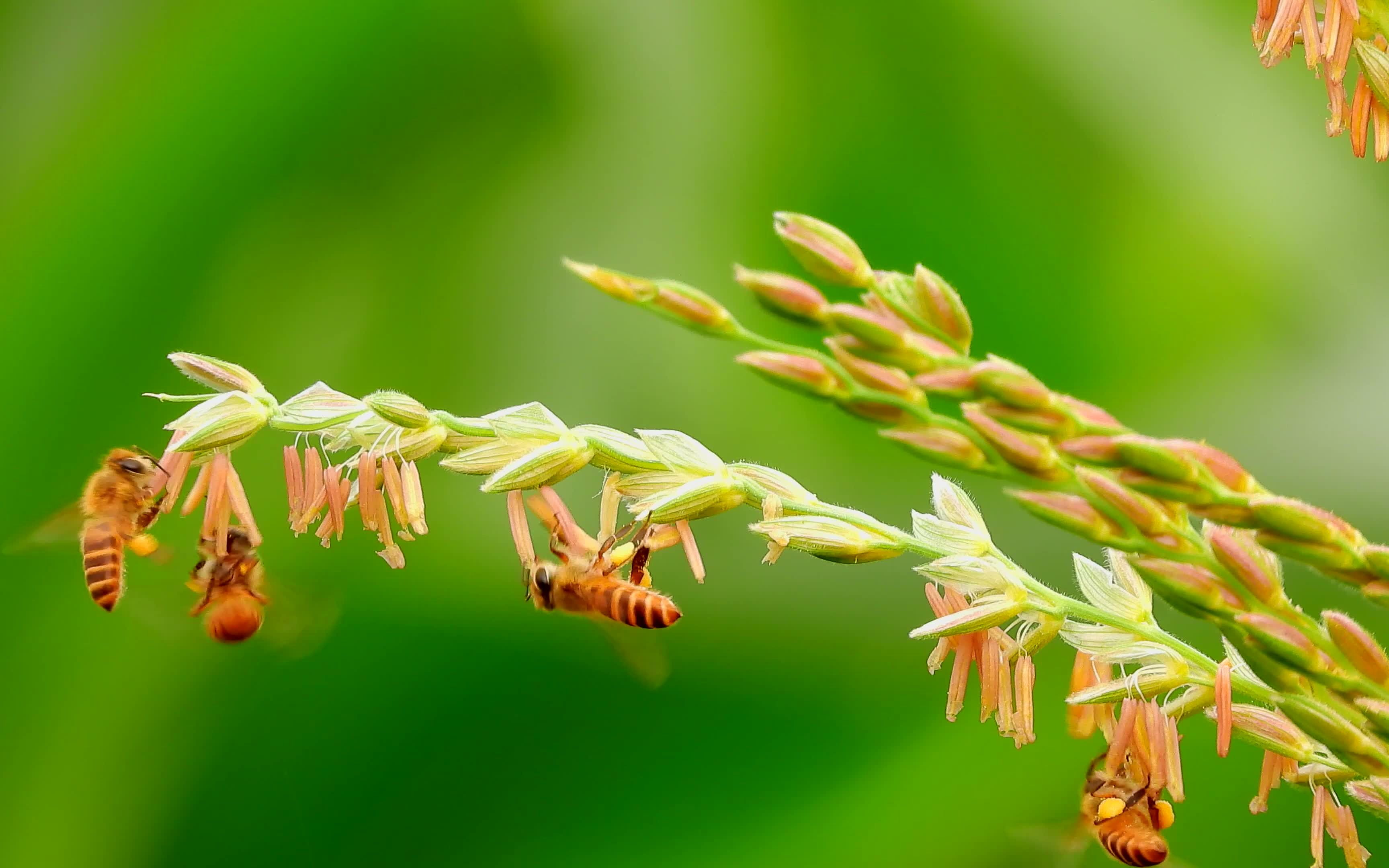 玉米花开了,好多蜜蜂飞来飞去采花蜜,蜜蜂嗡嗡嗡叫声