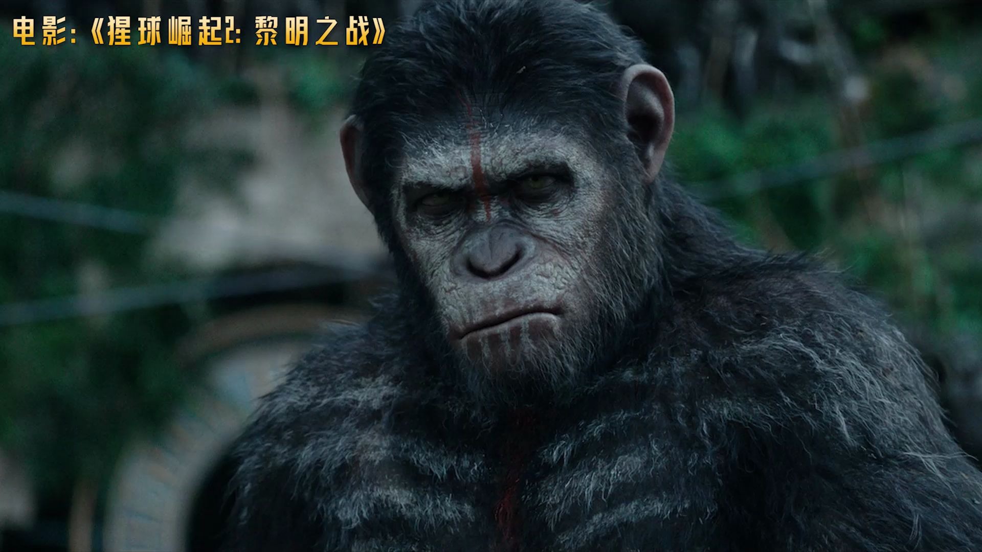 《猩球崛起2:黎明之战》:有智慧的猿类和人类能够和平共处吗?
