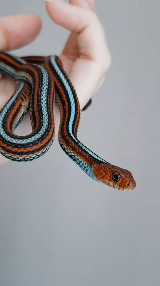 【神仙配色】旧金山束带蛇