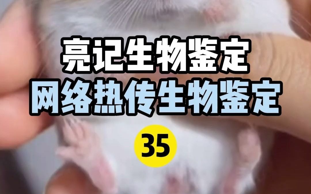 [图]【亮记生物鉴定】网络热传生物鉴定35