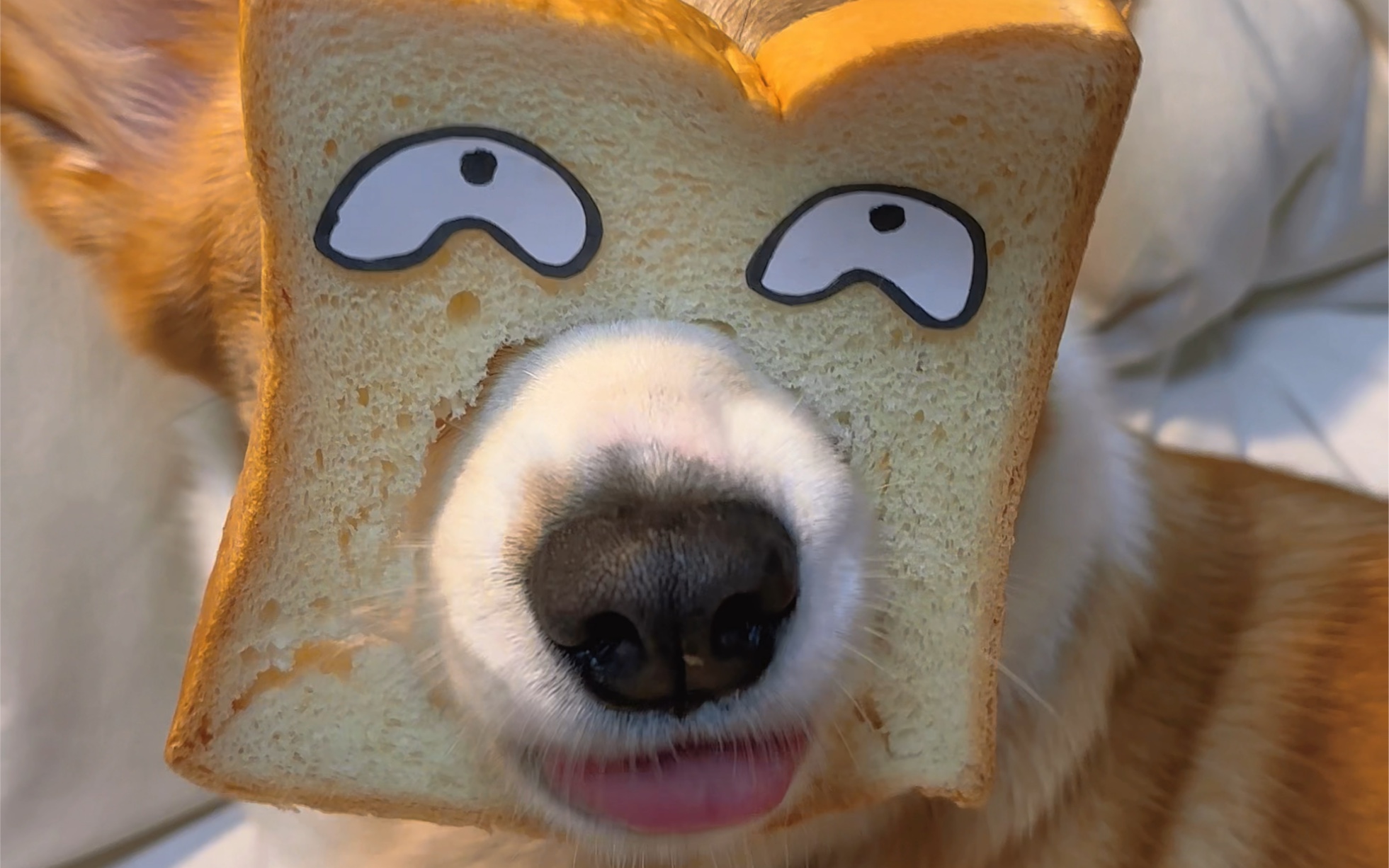 面包狗表情包肯定图片