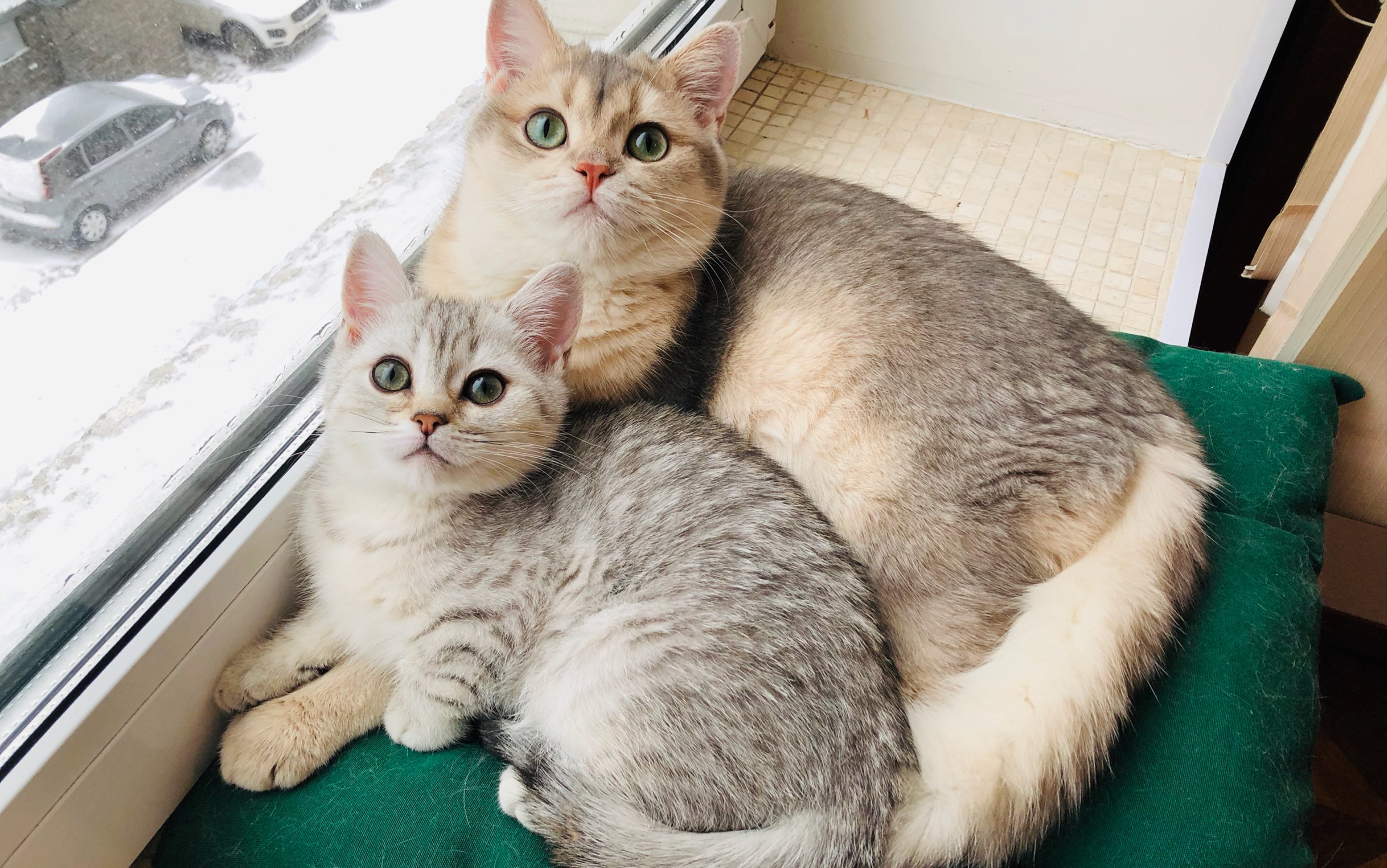 【英短蓝金渐层和美短虎斑】哼唧怪糖昕与按摩师尤莉