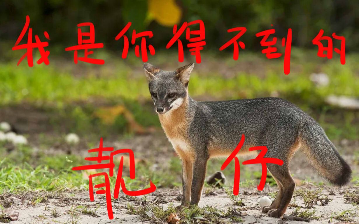 活动  【剑网3】论灰狐有多难刷 途中甚至抓了三只马都没有拥有它