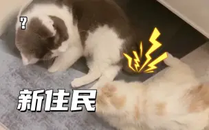 Download Video: 【蒲熠星】当家里来了一只新猫.......