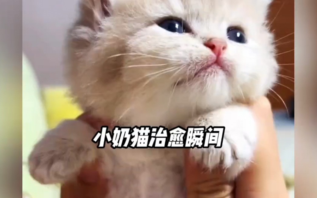 盘点那些可爱的猫猫哔哩哔哩bilibili