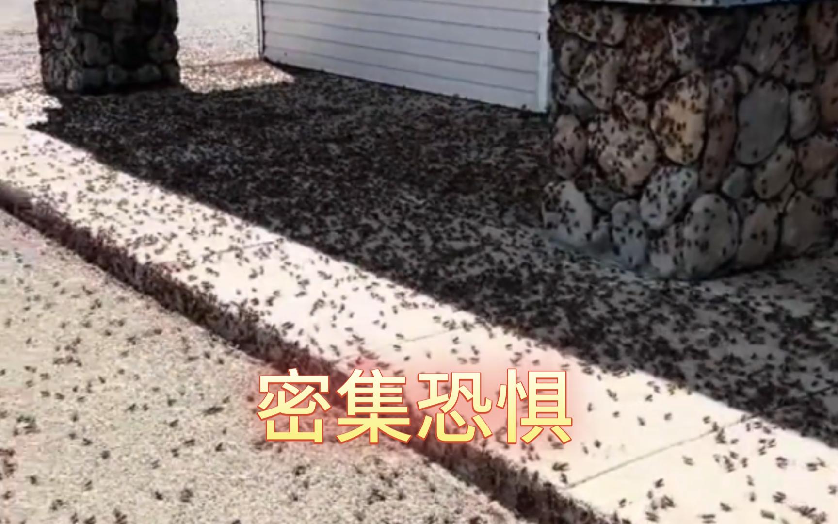 内华达州的摩门蟋蟀开始活跃(密集恐惧症慎点)