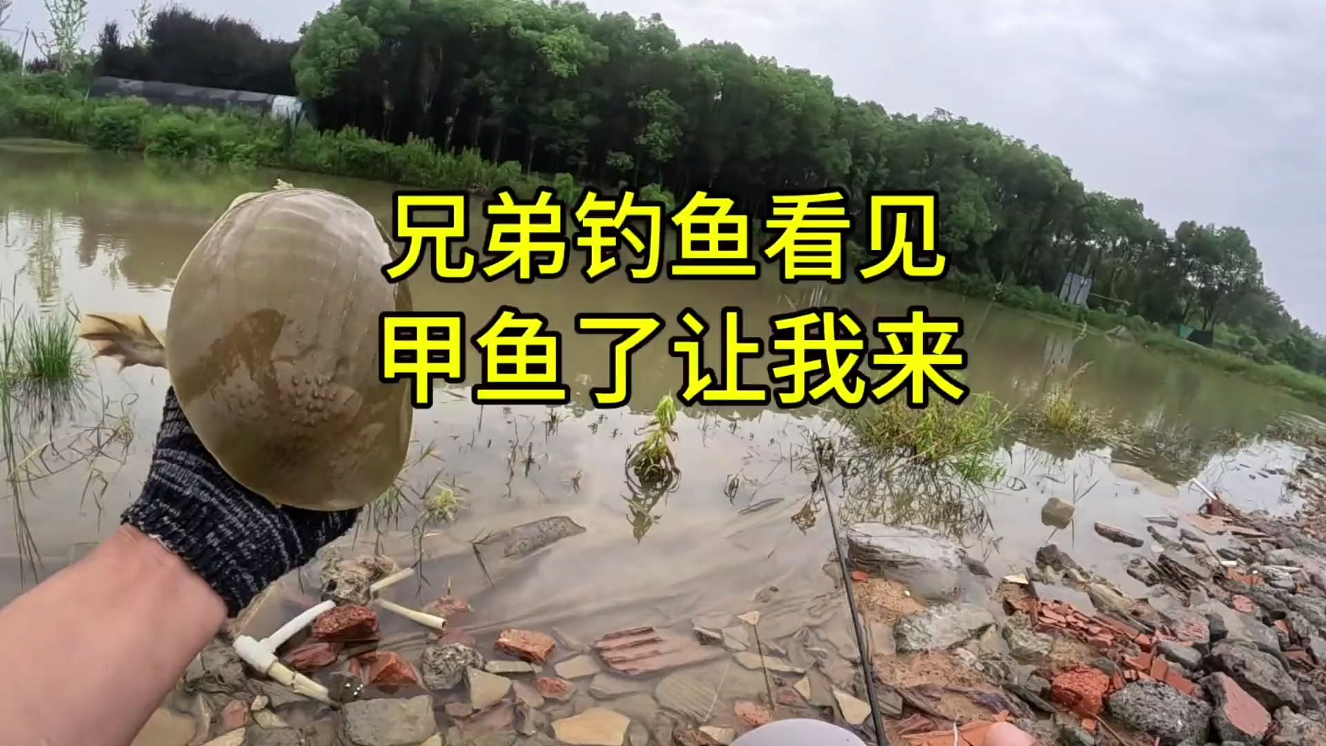 兄弟在钓鱼的时候看见甲鱼了,喊我过来,安排!