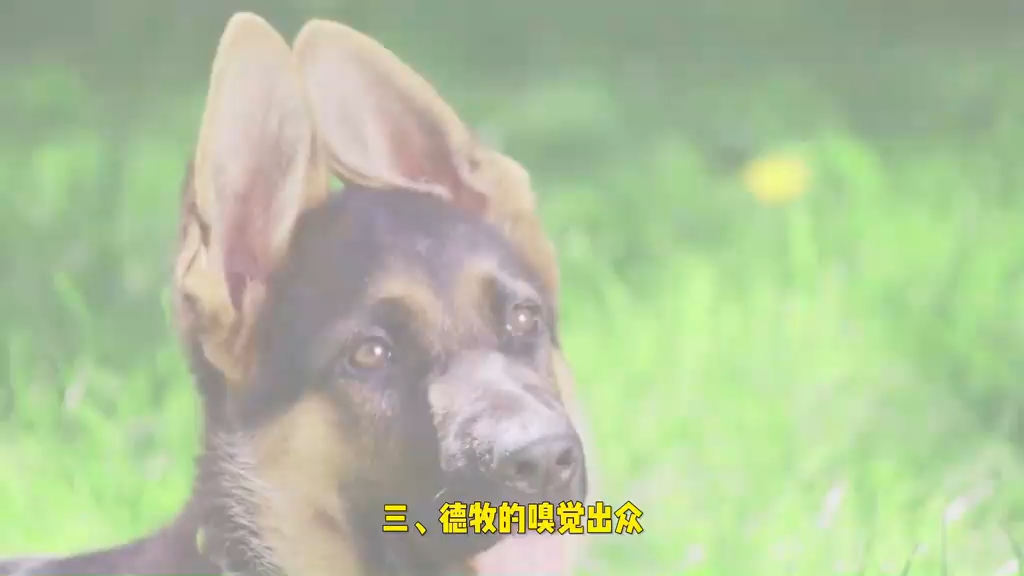 德国牧羊犬德牧好养吗哔哩哔哩bilibili