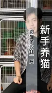 Descargar video: 豹猫多少钱一只（B109-1）