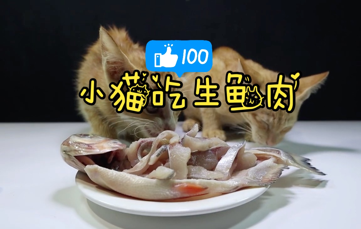 猫可以吃生肉吗?哔哩哔哩bilibili