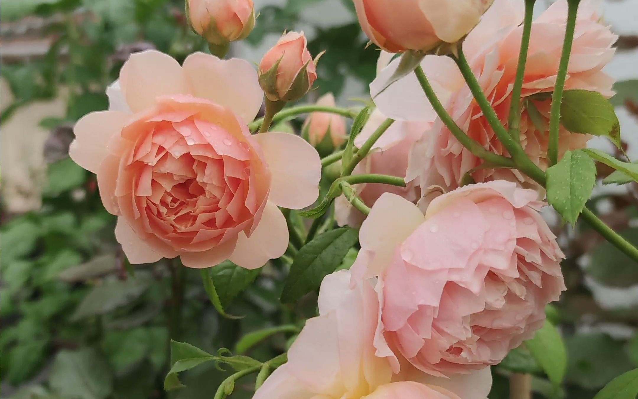 奥斯汀月季格蕾丝 grace