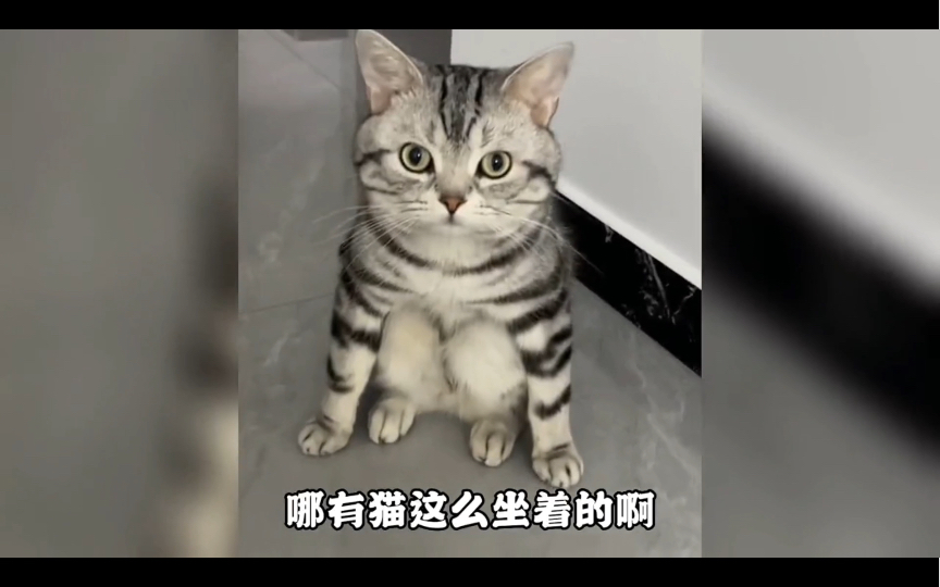 [图]猫猫真的会把自己当人