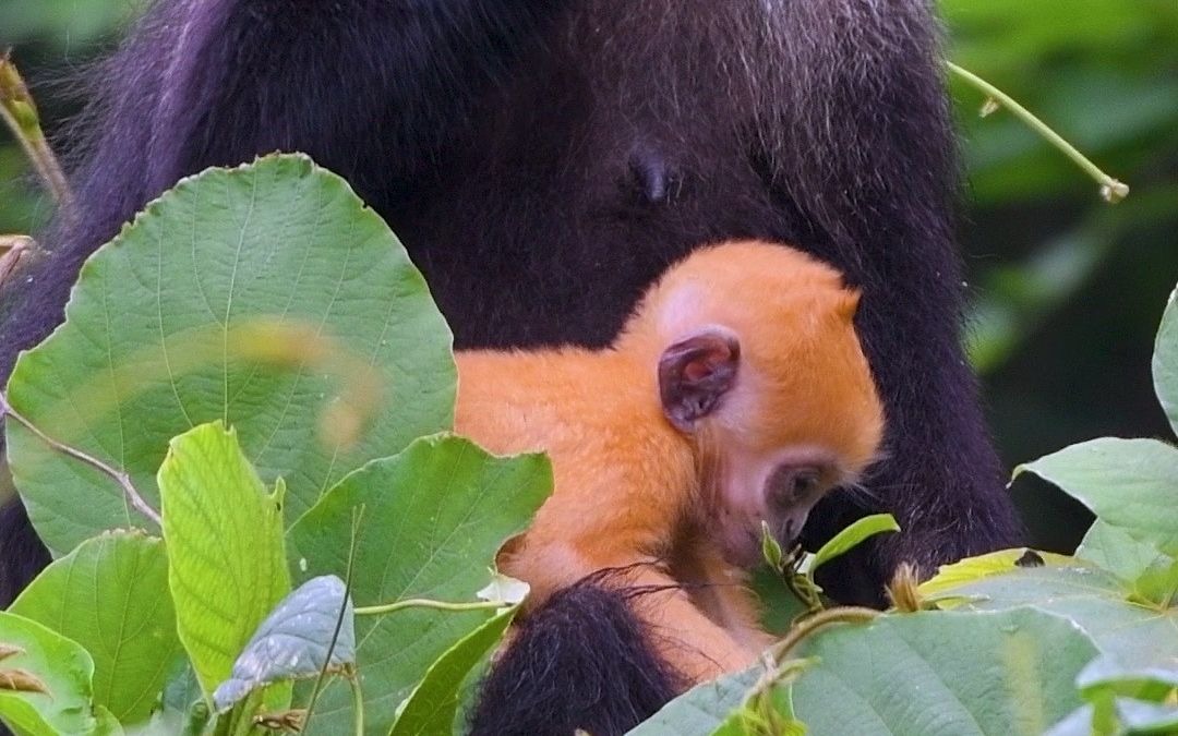 白头叶猴日常——植物学家小金哔哩哔哩bilibili