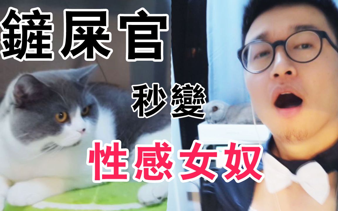 我不就穿个女仆装!把猫吓蒙圈了[猫奴的日常]哔哩哔哩bilibili