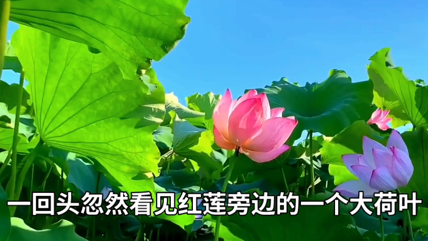 [图]《荷叶·母亲》这是一篇借景抒情、托荷叶赞母的散文诗。它是一篇爱的美文。作者被雨打红莲、荷叶护莲的生动场景所感动从而联想到母亲的呵护与关爱，抒发了母亲对子女的爱。