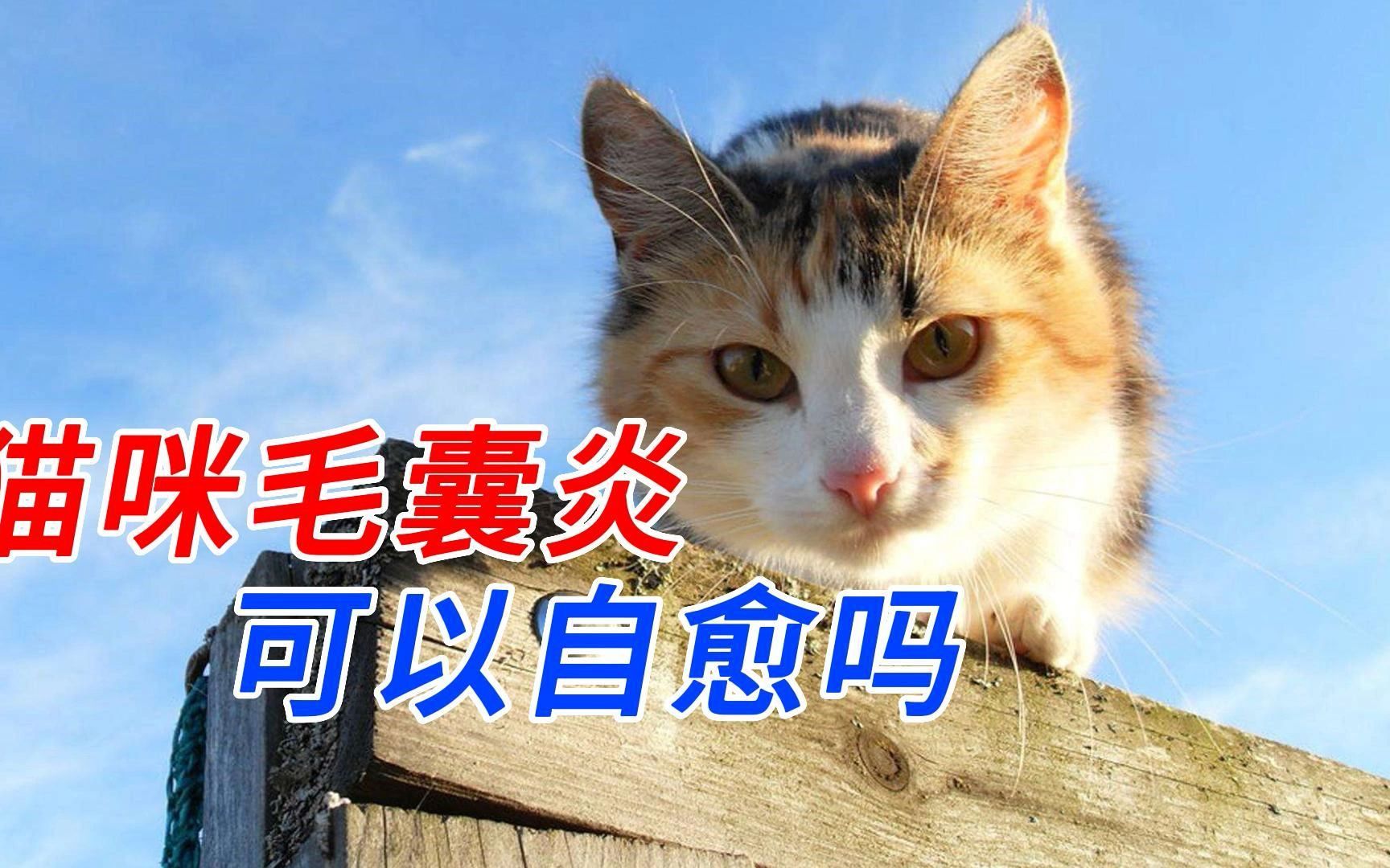 猫咪毛囊炎可以自愈吗哔哩哔哩bilibili