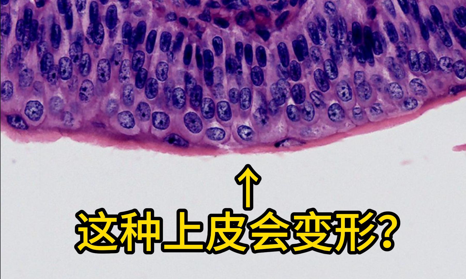 【切片】上皮组织哔哩哔哩bilibili